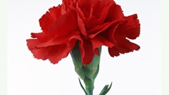 Nature Flowers Simple Background