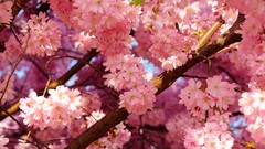 Nature Flowers spring