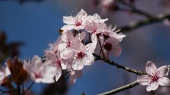 Nature Flowers spring