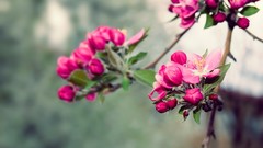 Nature Flowers spring blossoms