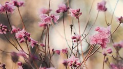 Nature Flowers spring blossoms