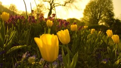 Nature Flowers spring burst