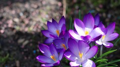 Nature Flowers spring crocus