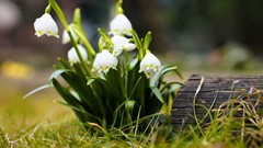 Nature Flowers spring macro