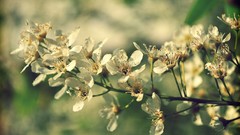Nature Flowers spring Plants