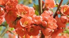 Nature Flowers spring Plants