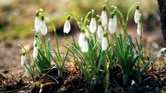Nature Flowers spring snowdrops