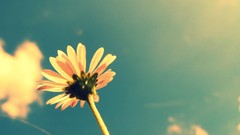 Nature Flowers summer