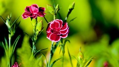 Nature Flowers summer