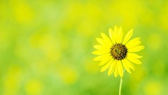 Nature Flowers summer