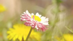 Nature Flowers summer