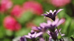 Nature Flowers summer