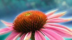 Nature Flowers summer