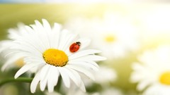 Nature Flowers summer Daisy