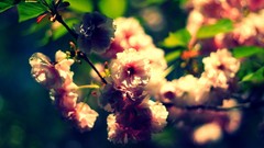 Nature Flowers summer depth