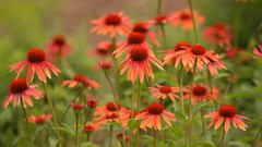 Nature Flowers summer depth