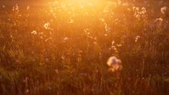 Nature Flowers summer sunlight