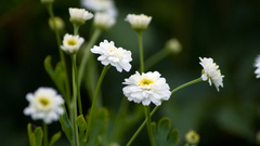 Nature Flowers summer white