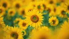Nature Flowers Sunflowers