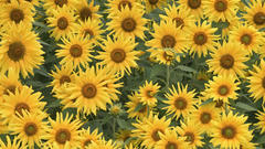 Nature Flowers Sunflowers yellow