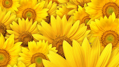 Nature Flowers Sunflowers yellow