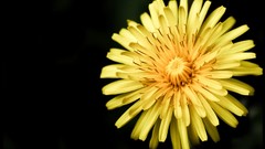 Nature Flowers Sunflowers yellow