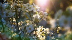 Nature Flowers sunlight white