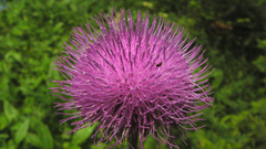 Nature Flowers Thistles