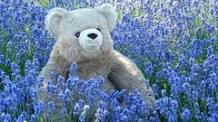 Nature Flowers Toys Plants