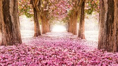 nature Flowers Trees pink flowers outdoors Plants pink