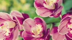 Nature Flowers tropical