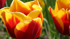 Nature Flowers tulips