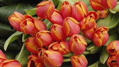 Nature Flowers tulips