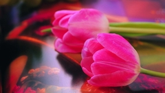 Nature Flowers tulips