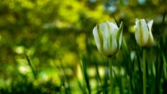Nature Flowers tulips