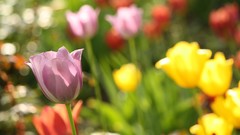 Nature Flowers tulips