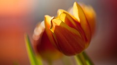 Nature Flowers tulips