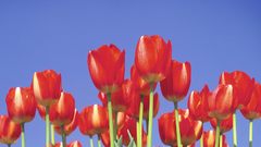 Nature Flowers tulips red