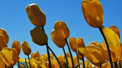Nature Flowers tulips yellow