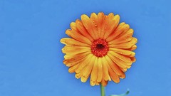 Nature Flowers water drops