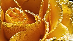 Nature Flowers water drops