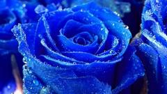 Nature Flowers wet water