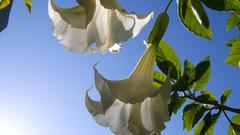 Nature Flowers white flowers