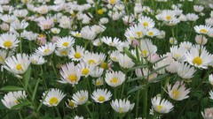 Nature Flowers white flowers