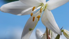 Nature Flowers white flowers