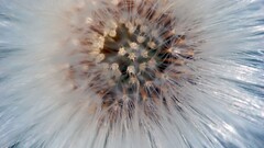 nature Flowers white flowers dandelion macro Plants