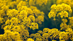 Nature Flowers yellow flowers