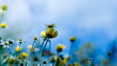 Nature Flowers yellow flowers