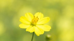 Nature Flowers yellow flowers