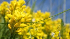 Nature Flowers yellow flowers